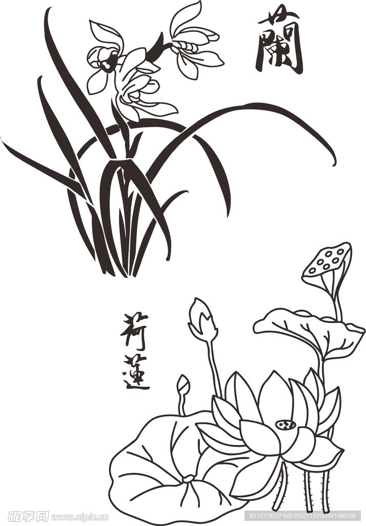 矢量兰花  荷花