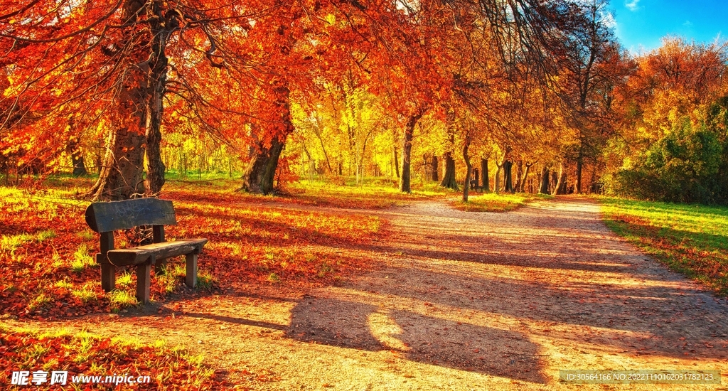 秋季公园树木