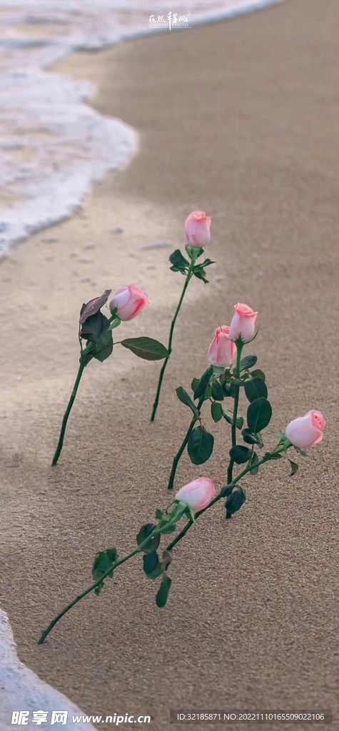 月季花花朵图片 