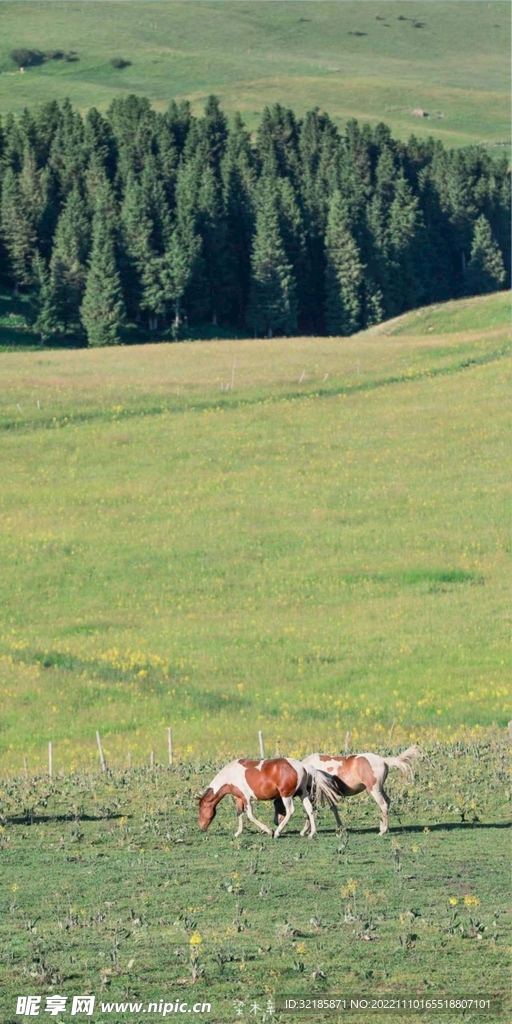 马动物风景图片 