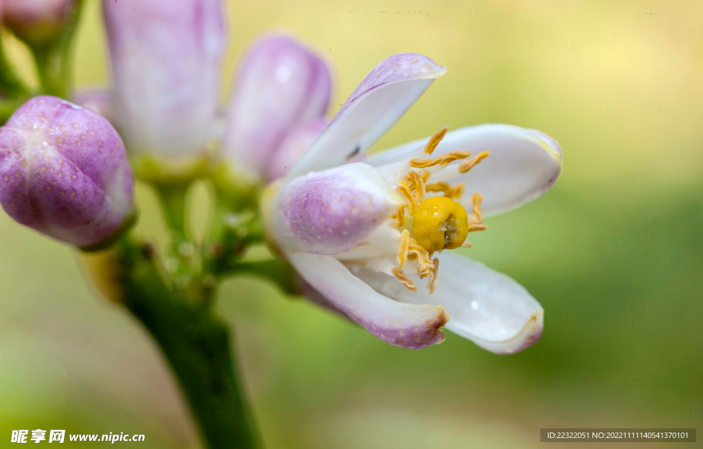 柠檬花开