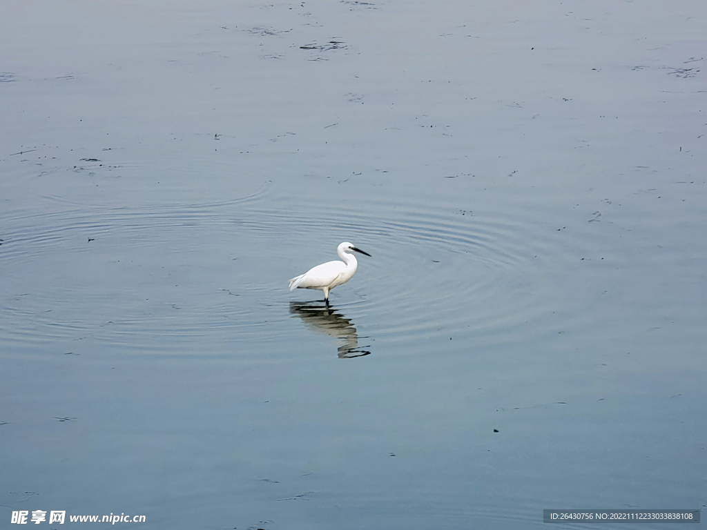 湖中白鹭觅食