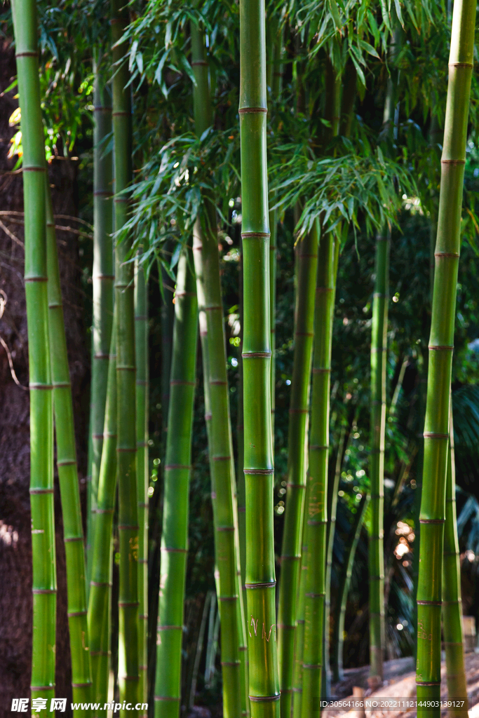 竹林竹子
