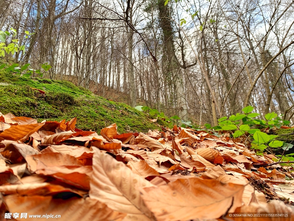 秋季森林落叶