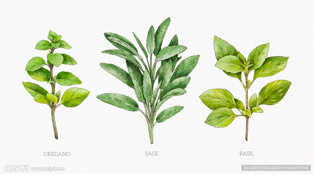 绿色草药植物素材下载