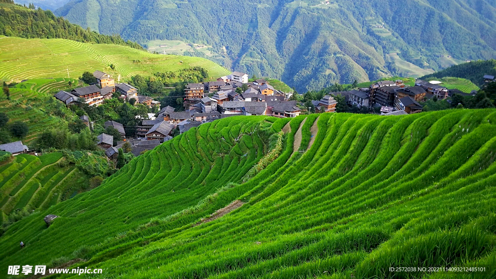 龙胜龙脊梯田风光