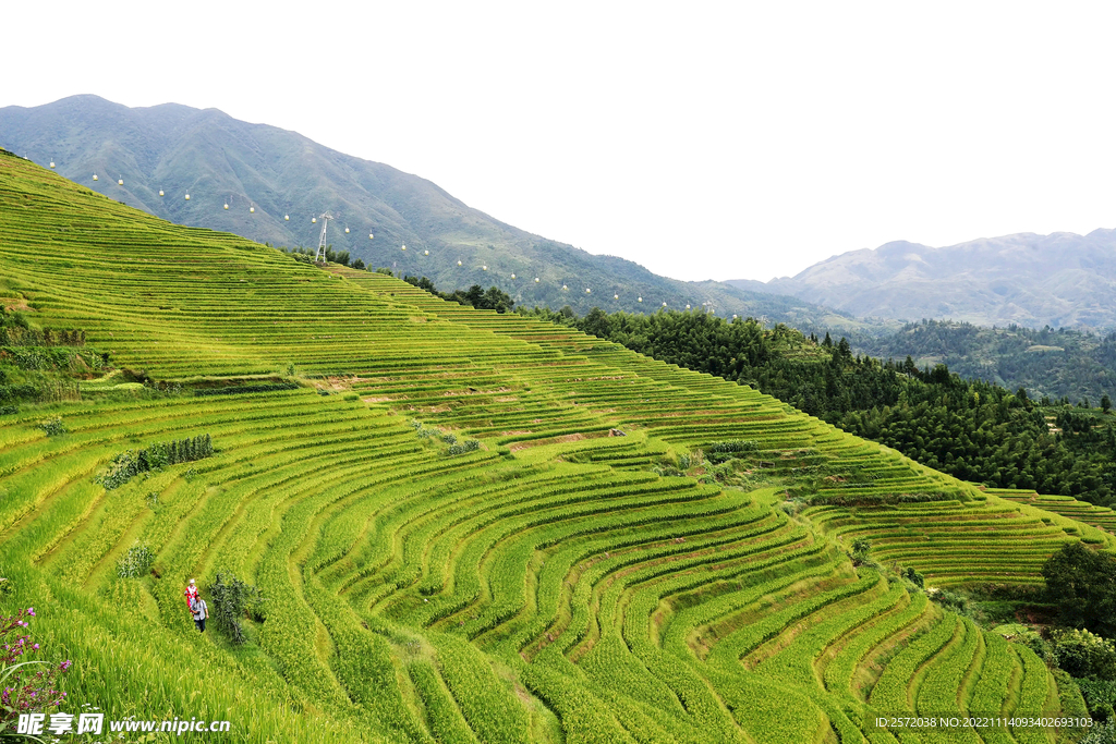 龙胜龙脊梯田风光