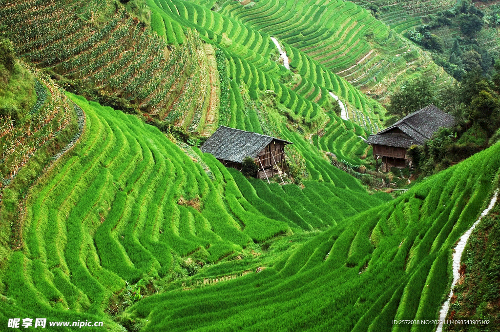 龙胜龙脊梯田风光