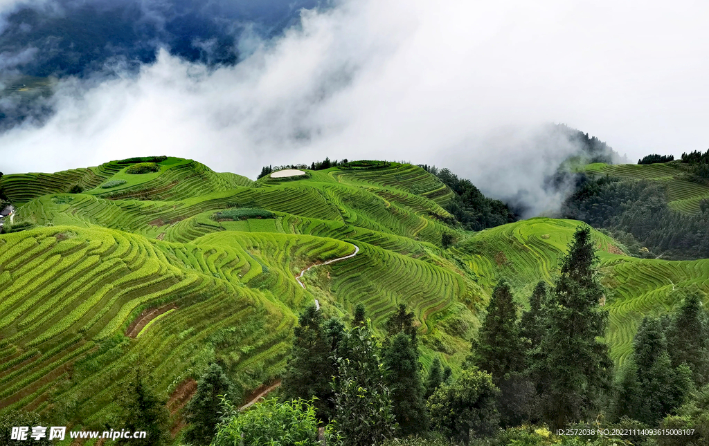龙胜龙脊梯田风光