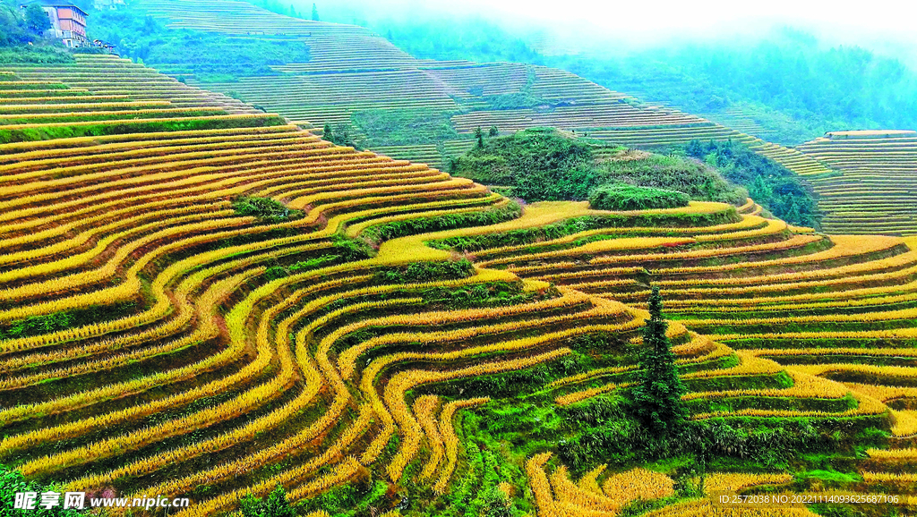 龙胜龙脊梯田风光