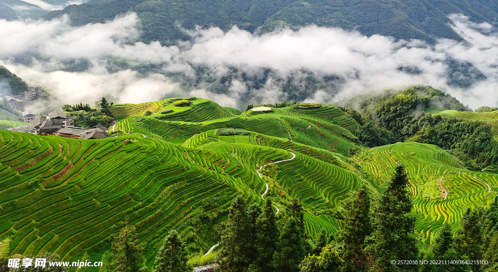 龙胜龙脊梯田风光