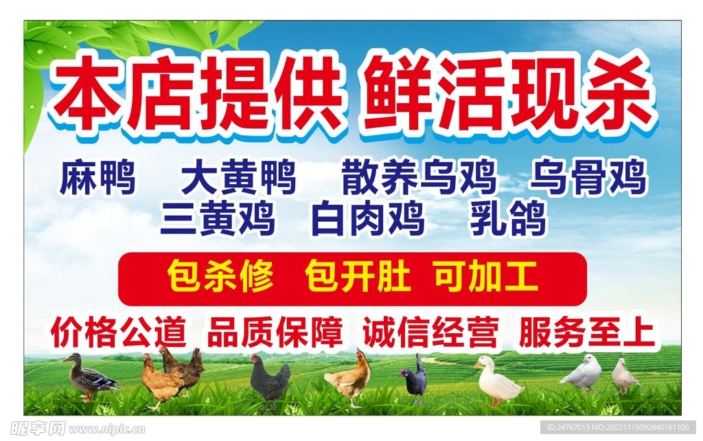 家禽鸡鸭鲜海报