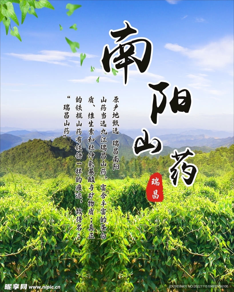 瑞昌南阳山药
