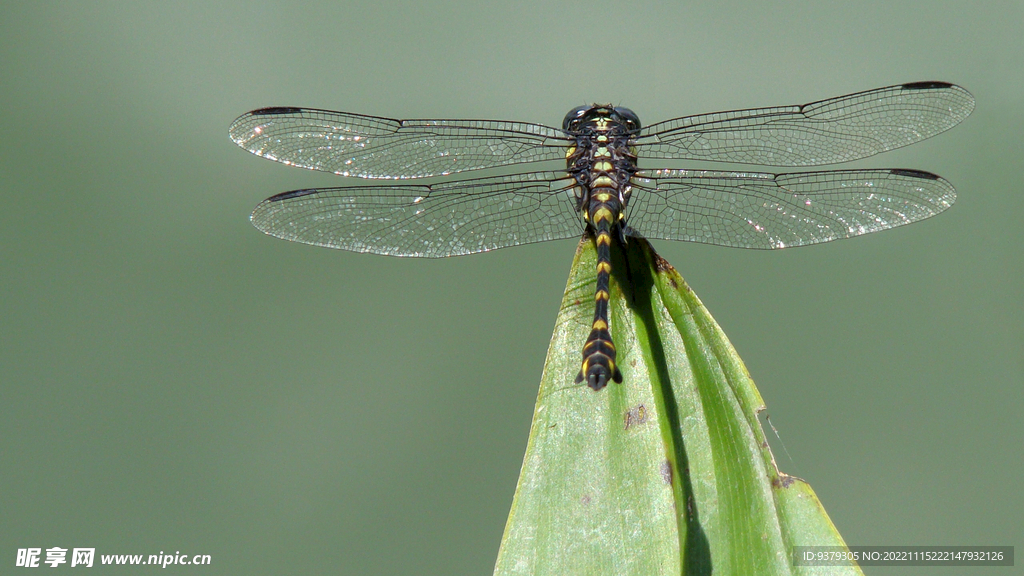蜻蜓壁纸