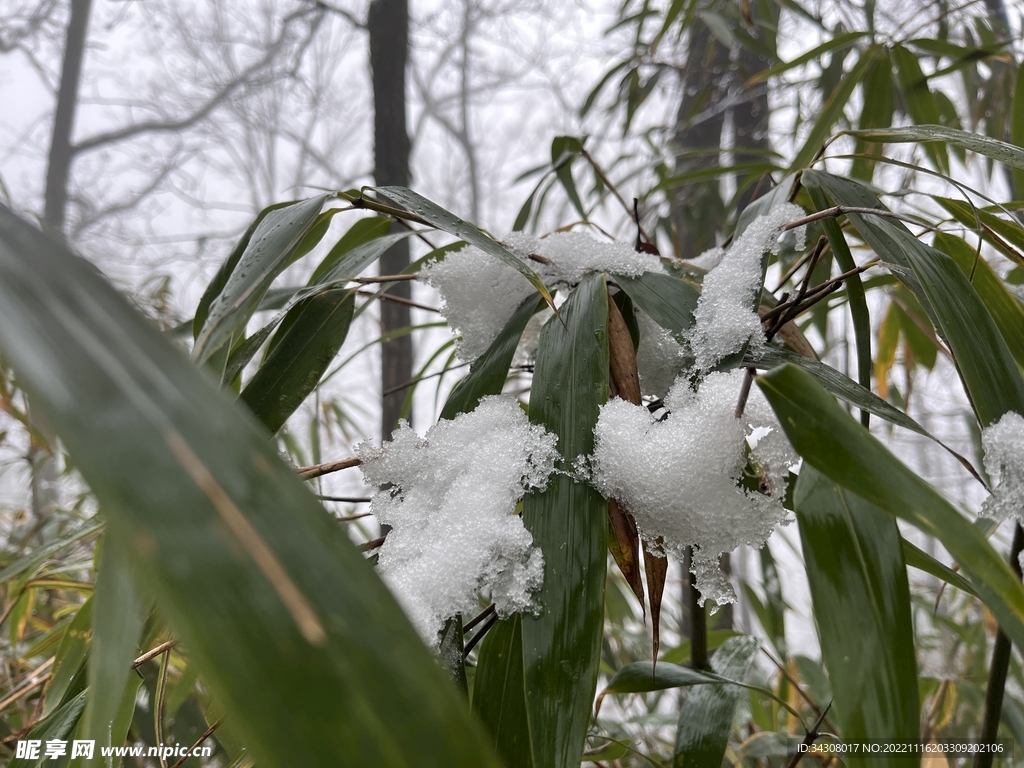 竹叶雪
