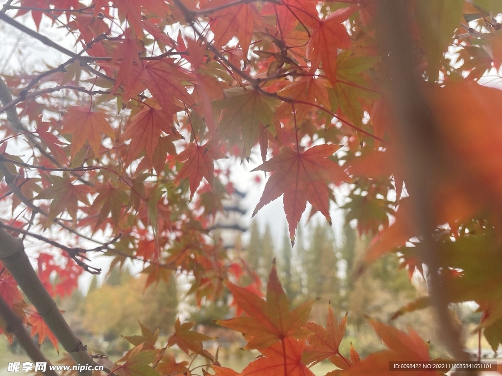 红枫叶