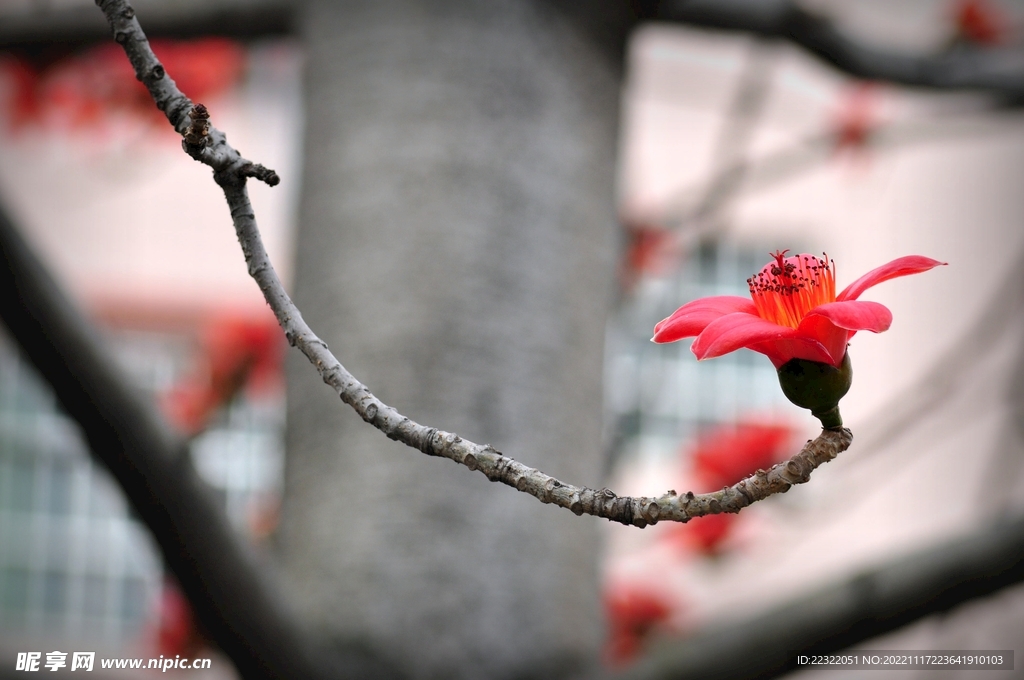 木棉花