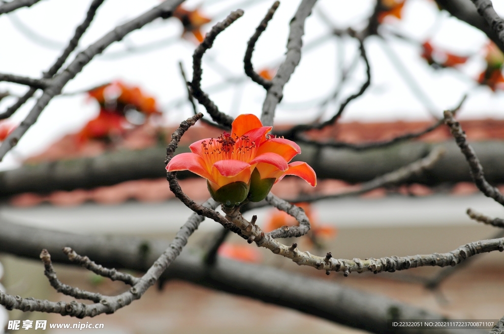 木棉花