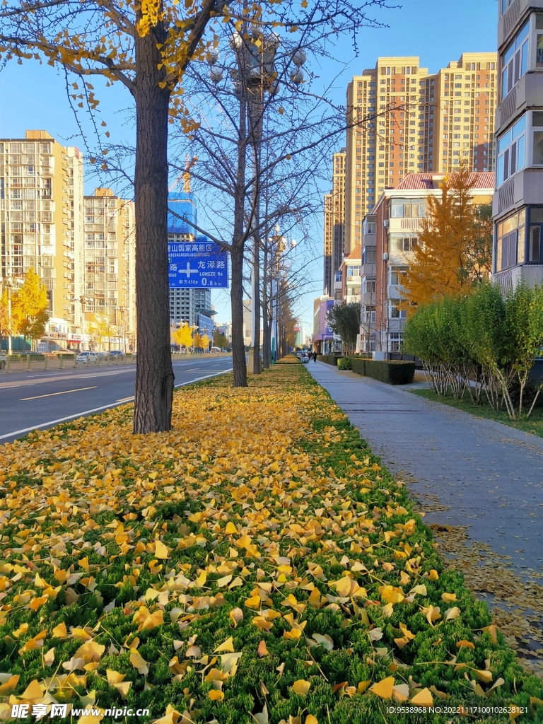 银杏美景秋天落叶