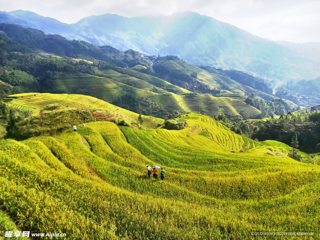 龙胜龙脊梯田风光