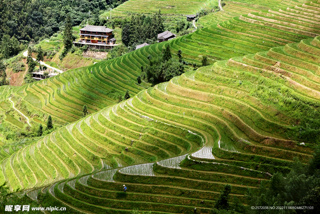 龙胜龙脊梯田风光