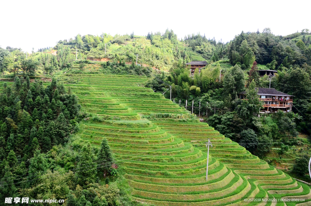 龙胜龙脊梯田风光