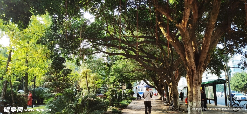 老街 老树  公园