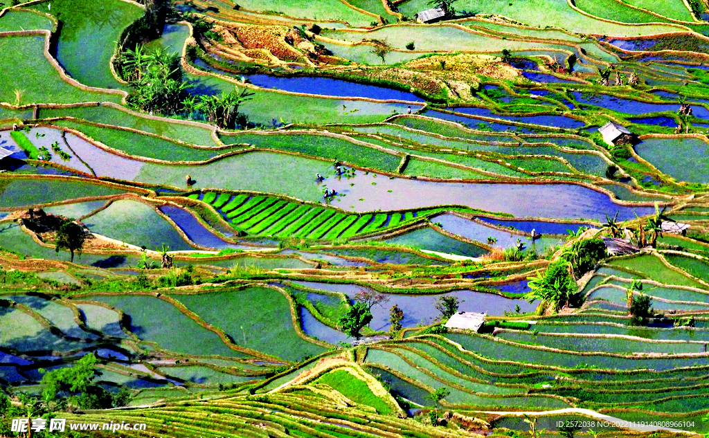 元阳哈尼梯田风光