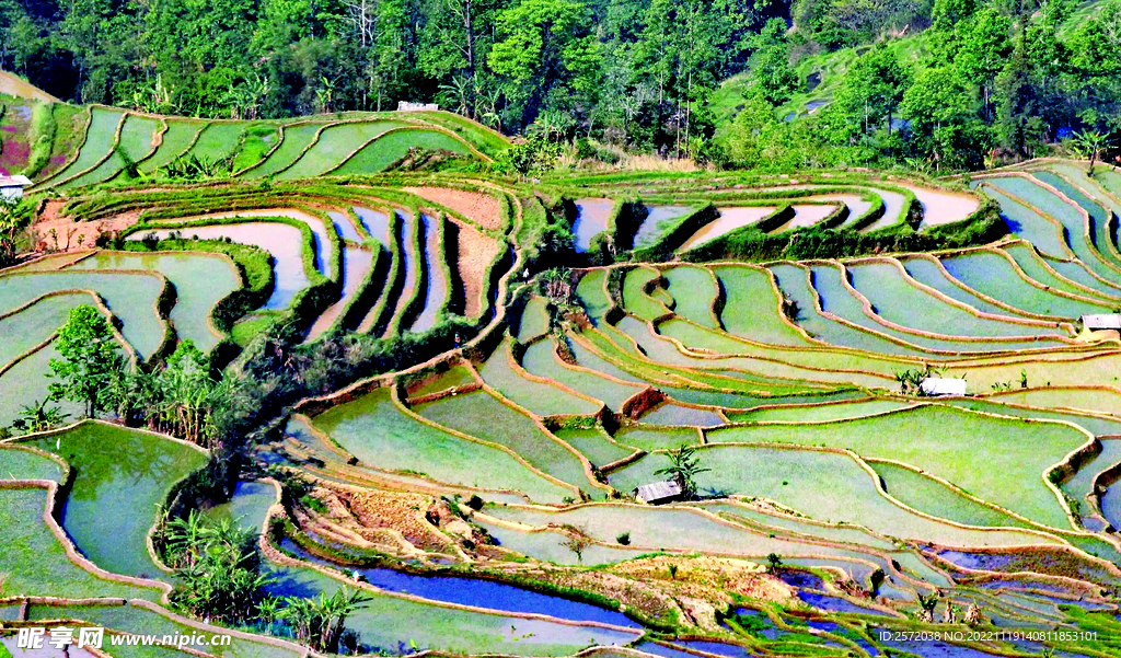 元阳哈尼梯田风光