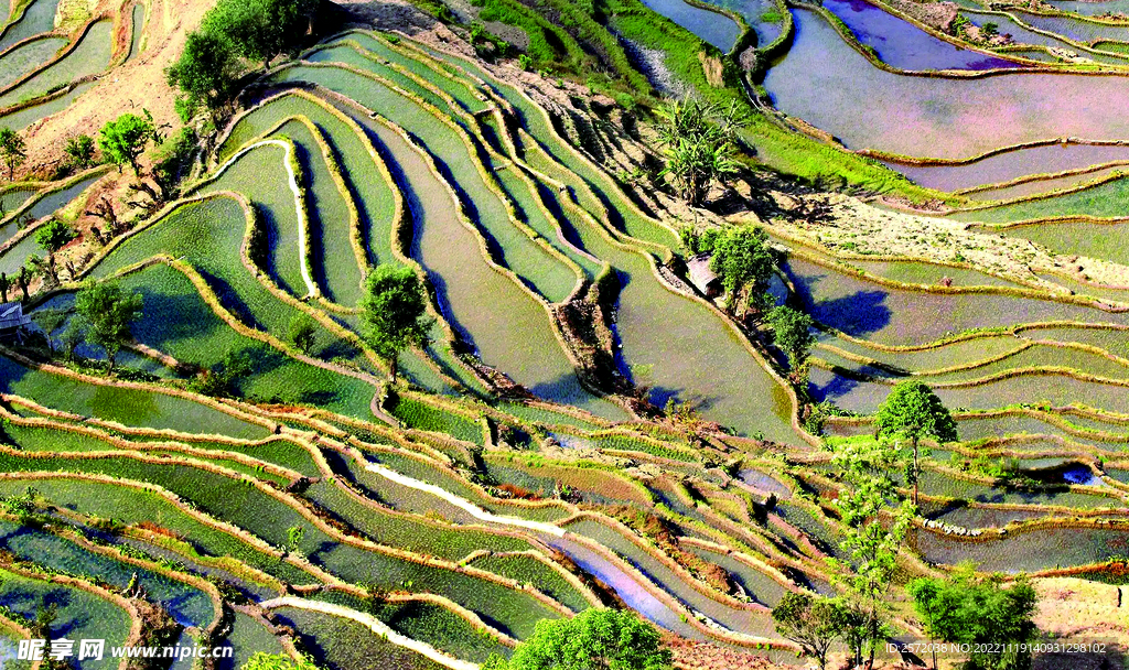 元阳哈尼梯田风光
