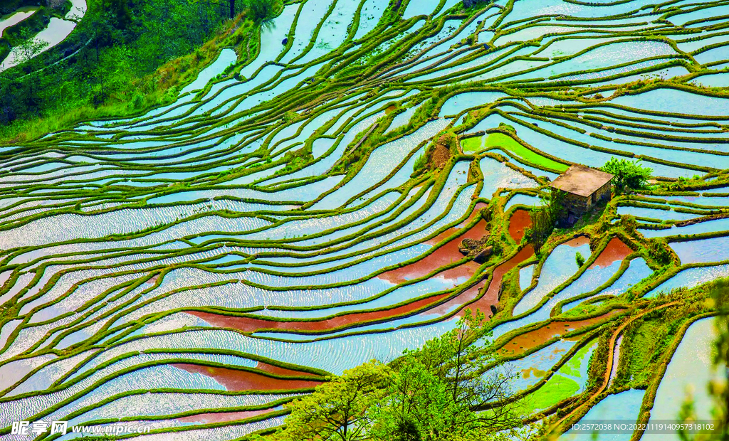 元阳哈尼梯田风光