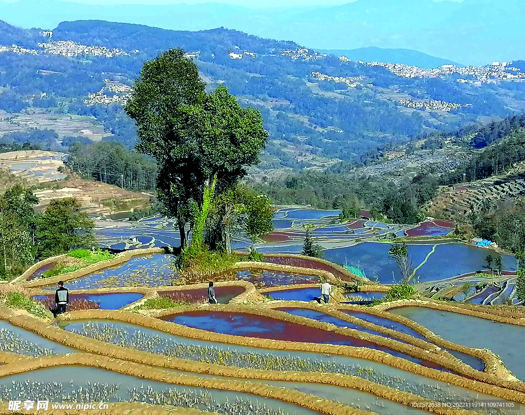 元阳哈尼梯田风光