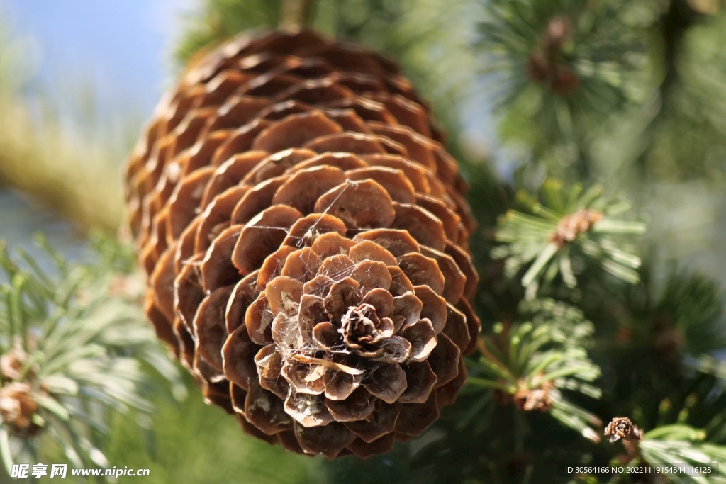 松果松树