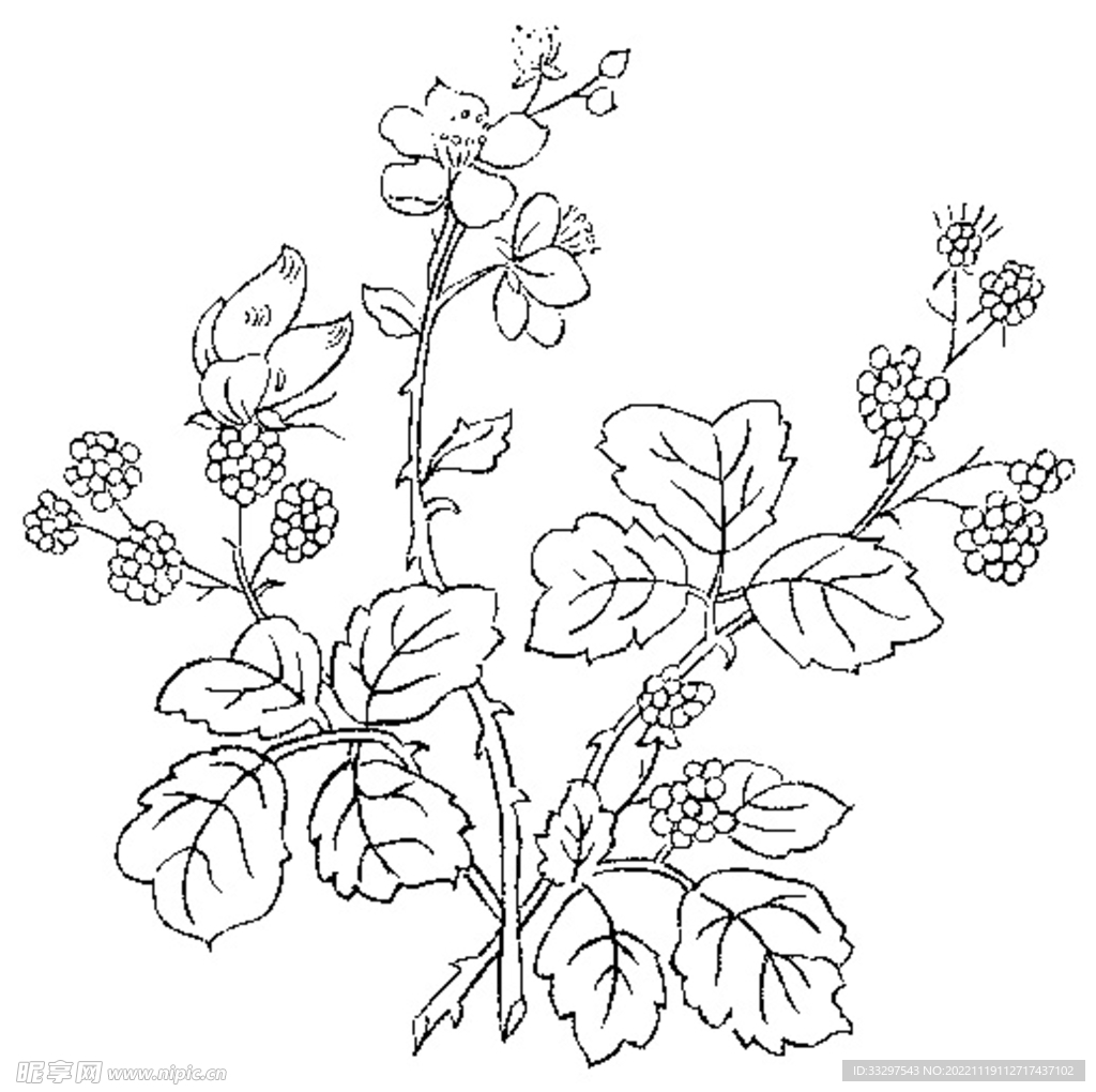 花类线描植物图