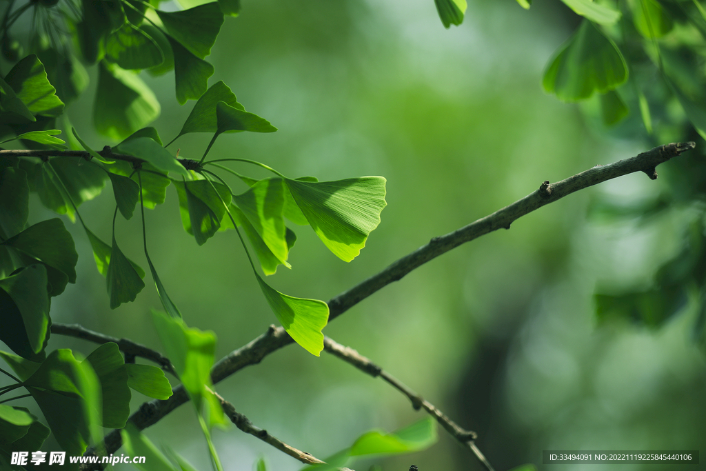 银杏叶绿色树叶