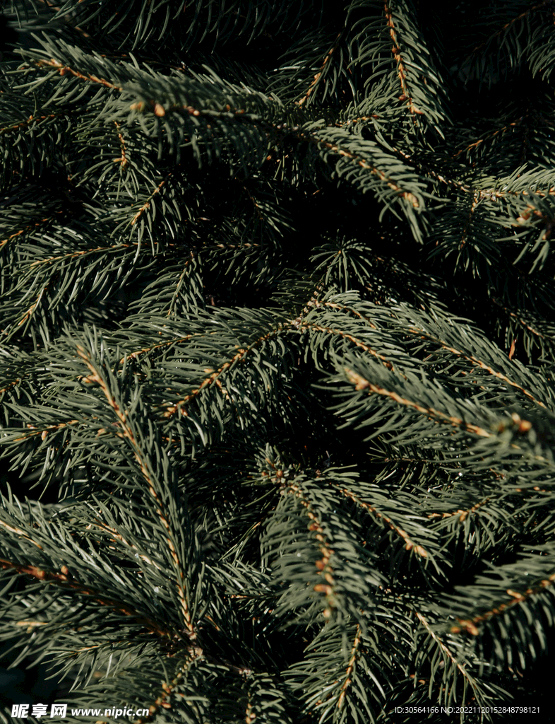 松树松针