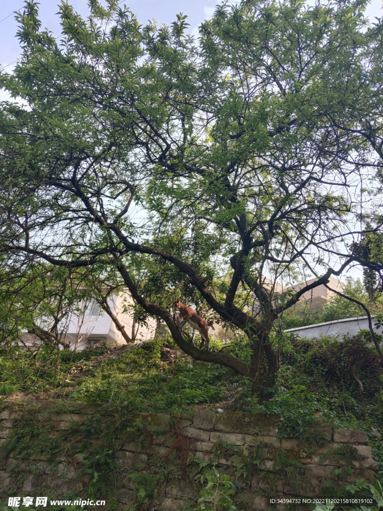 大树 树木 树林 植物 羊 叶