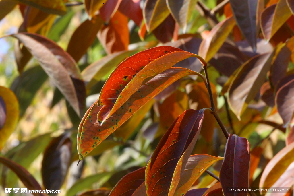 柿树红叶 