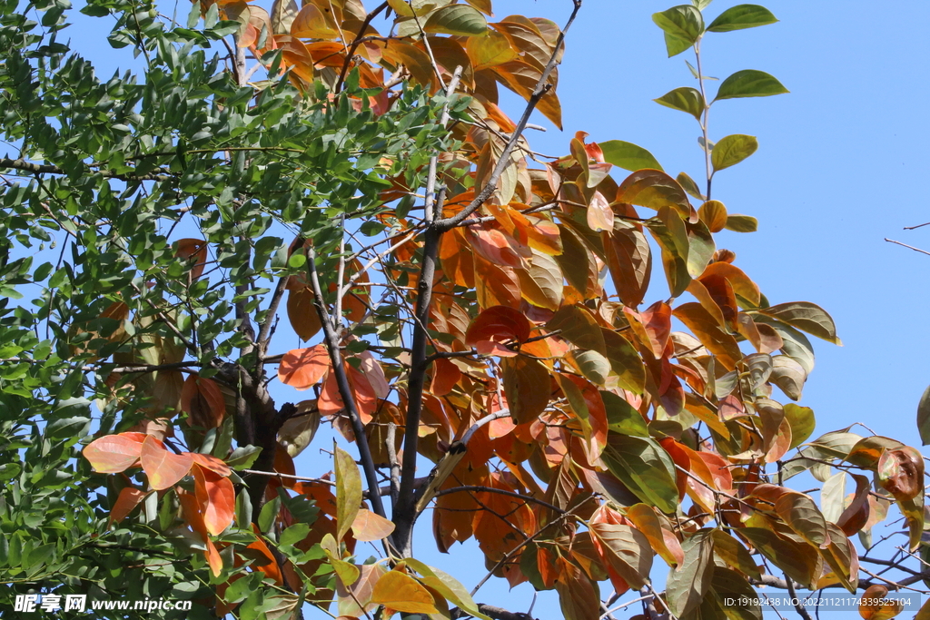 柿树红叶 