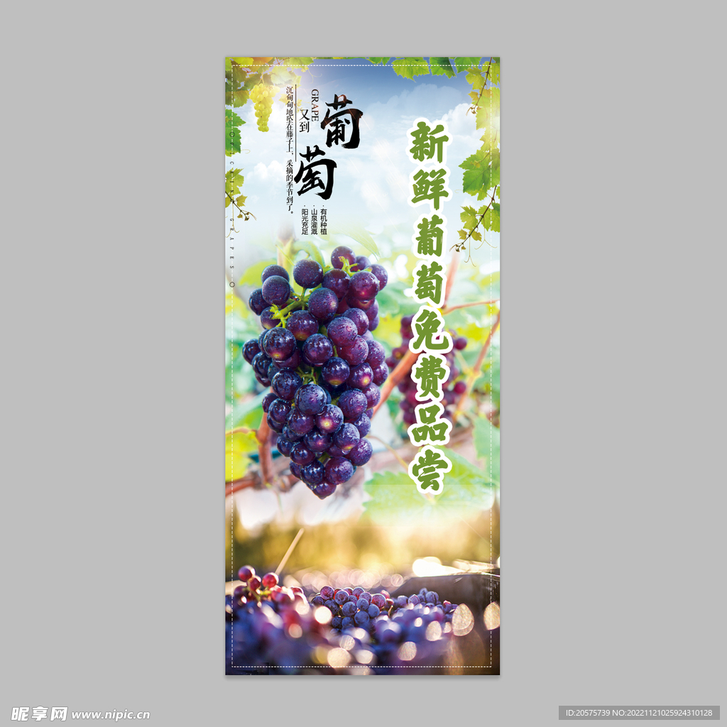 葡萄阳光玫瑰紫葡萄易拉宝