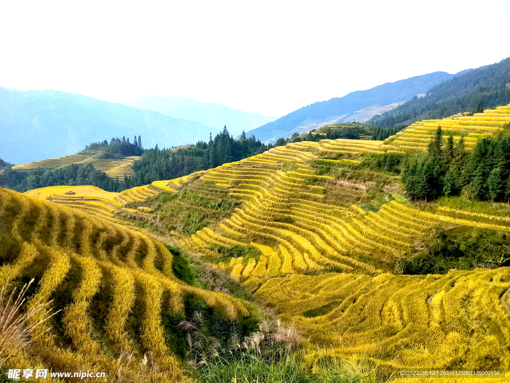 龙胜龙脊梯田风光