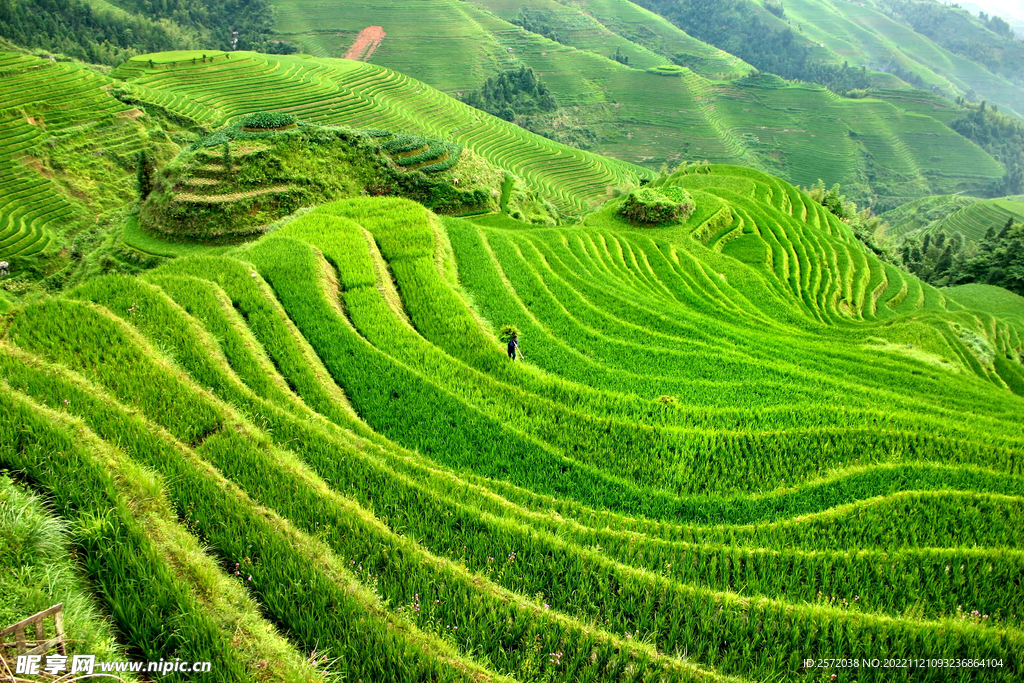 龙胜龙脊梯田风光