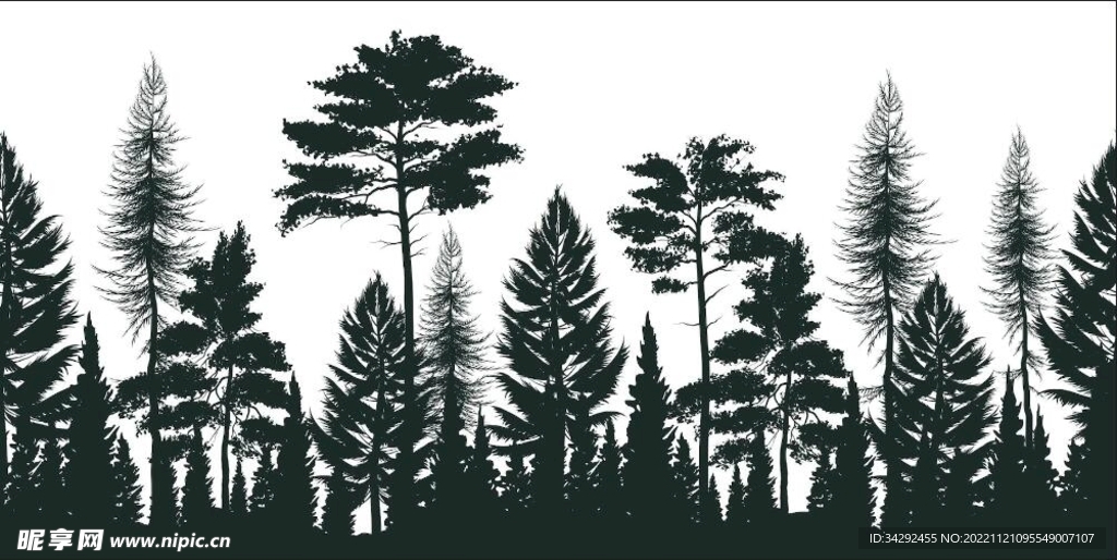 松树林的剪影