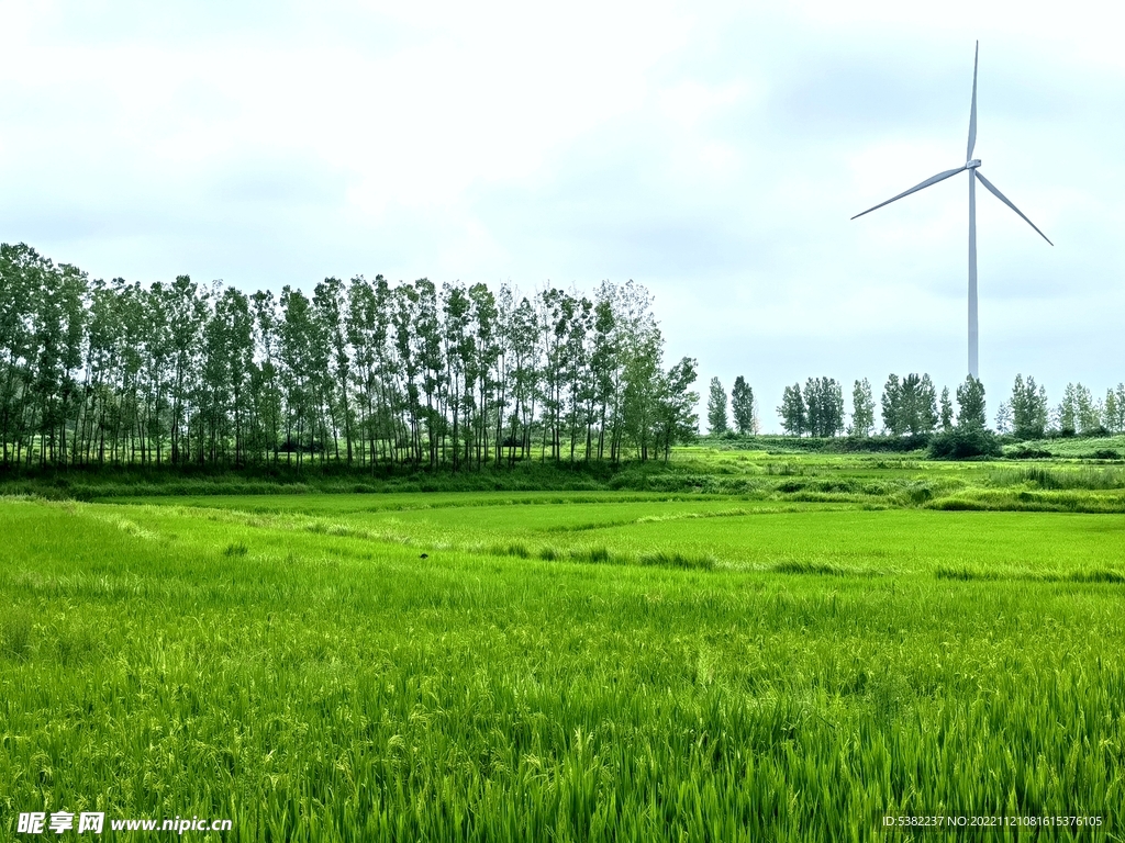 农村农业稻田庄稼地