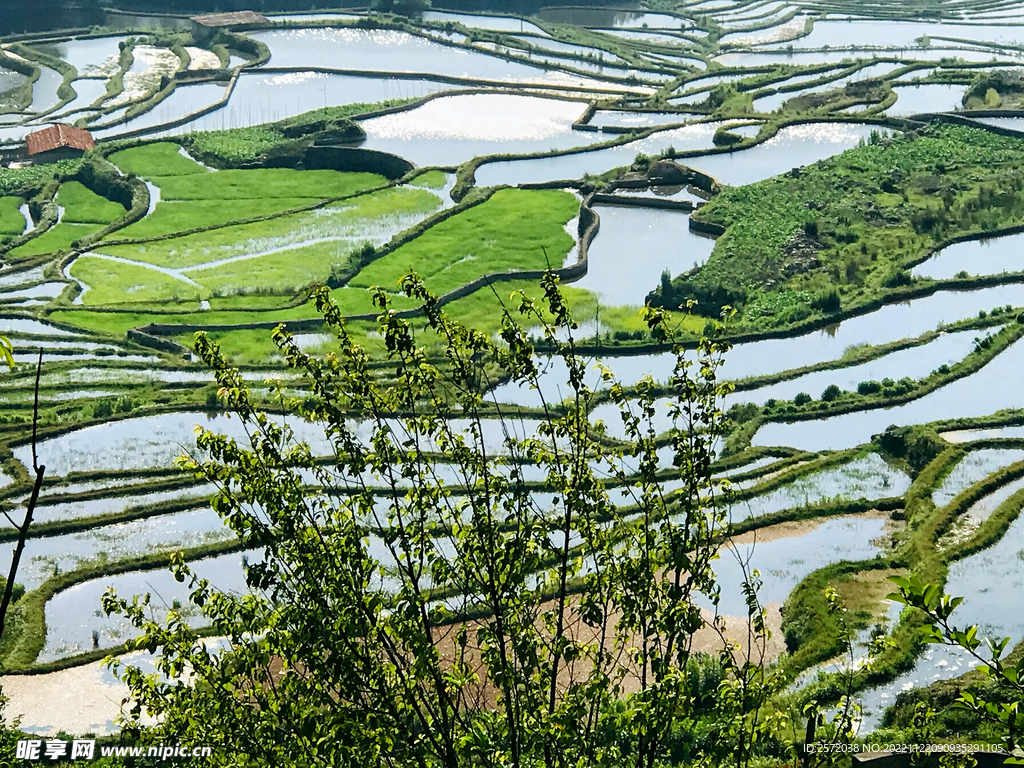 元阳哈尼梯田风光