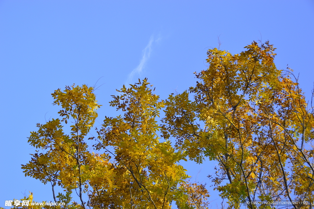 蓝天金色叶子