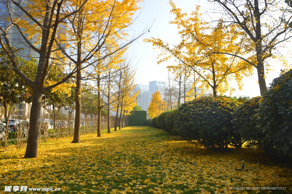 银杏树林叶