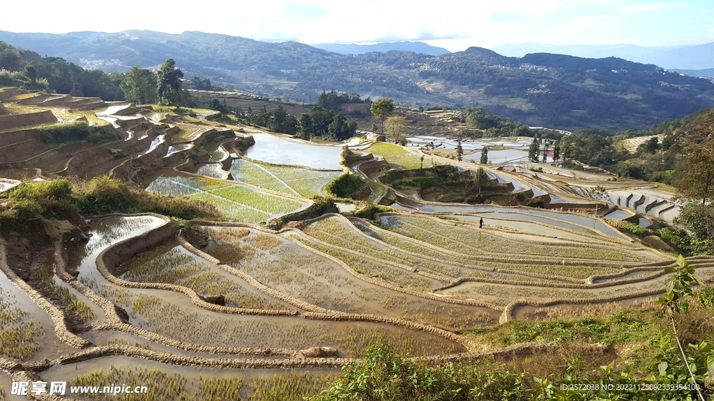 元阳哈尼梯田风光