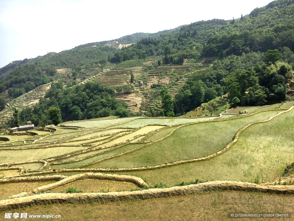 元阳哈尼梯田风光