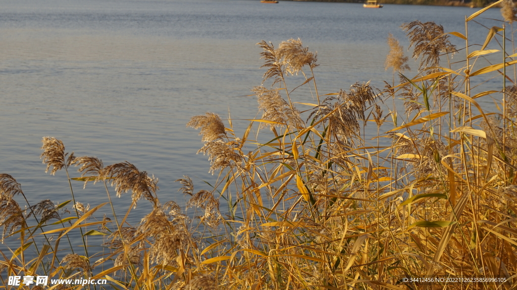 圆明园的芦苇荡
